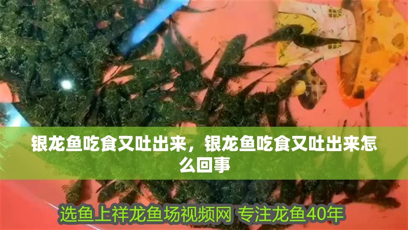銀龍魚吃食又吐出來，銀龍魚吃食又吐出來怎么回事