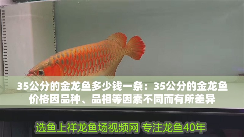 35公分的金龍魚多少錢一條：35公分的金龍魚價格因品種、品相等因素不同而有所差異