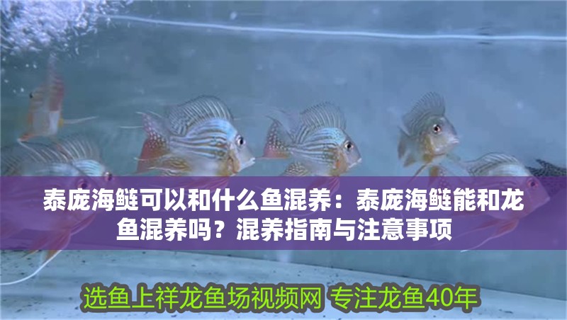 泰龐海鰱可以和什么魚混養：泰龐海鰱能和龍魚混養嗎？混養指南與注意事項