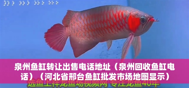 泉州魚(yú)缸轉(zhuǎn)讓出售電話地址（泉州回收魚(yú)缸電話）（河北省邢臺(tái)魚(yú)缸批發(fā)市場(chǎng)地圖顯示）