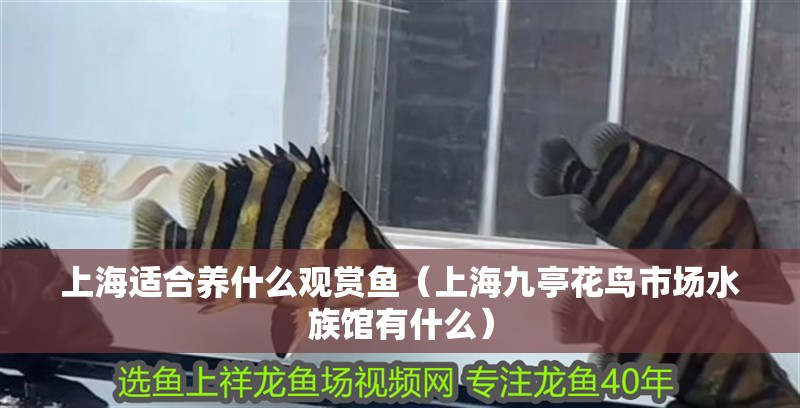 上海適合養什么觀賞魚（上海九亭花鳥市場水族館有什么）