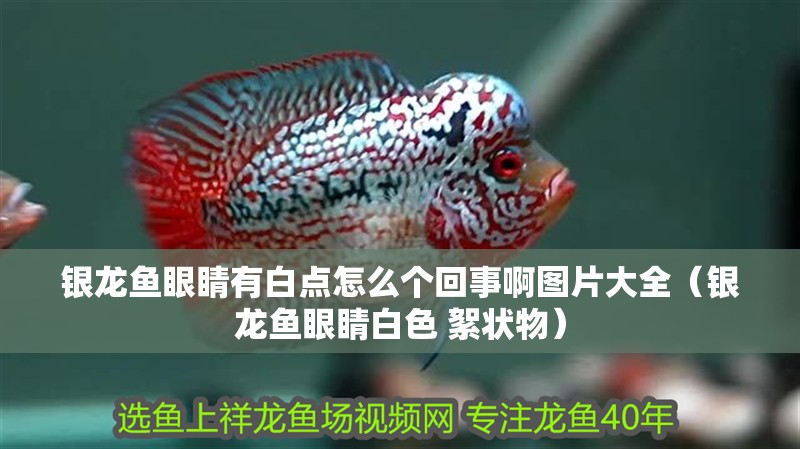 銀龍魚(yú)眼睛有白點(diǎn)怎么個(gè)回事啊圖片大全（銀龍魚(yú)眼睛白色 絮狀物）
