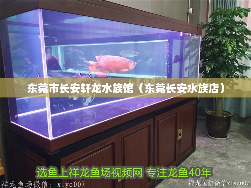東莞市長安軒龍水族館（東莞長安水族店）