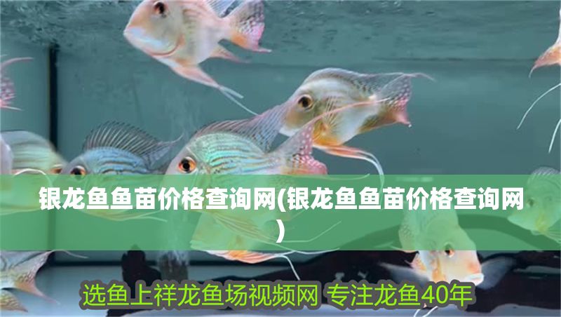 銀龍魚魚苗價格查詢網(銀龍魚魚苗價格查詢網)