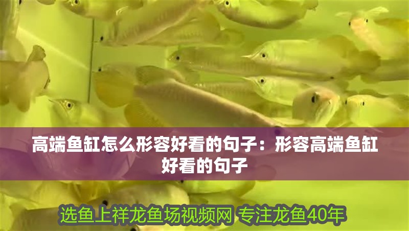 高端魚缸怎么形容好看的句子：形容高端魚缸好看的句子