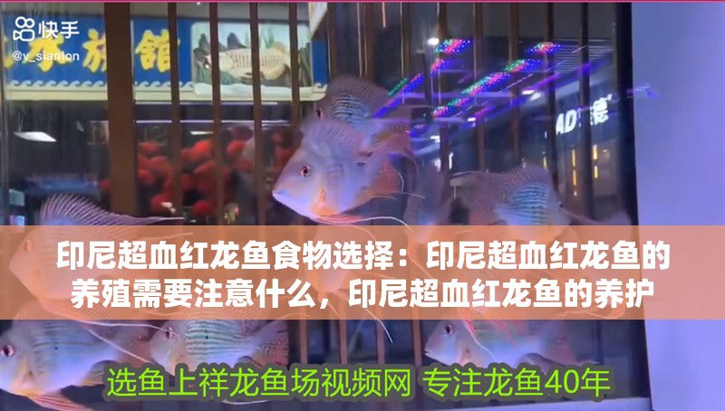 印尼超血紅龍魚食物選擇：印尼超血紅龍魚的養殖需要注意什么，印尼超血紅龍魚的養護