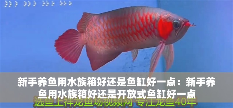 我的虎魚真菌感染了要怎么處理 新手養魚用水族箱好還是魚缸好一點:新手養魚用水族箱好還是開放式魚缸好一點 魚缸百科 新手養魚用水族箱好還是魚缸好一點:新手養魚用水族箱好還是開放式魚缸好一點 新手養魚用水族箱好還是魚缸好一點:新手養魚用水族箱好還是開放式魚缸好一點 魚缸百科