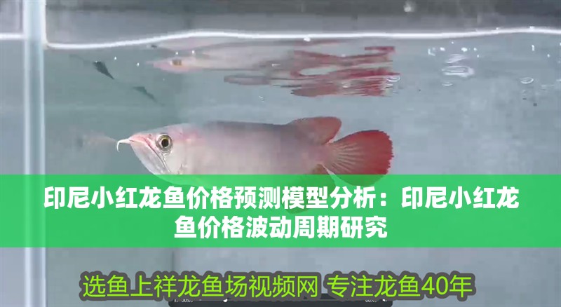 印尼小紅龍魚價格預測模型分析：印尼小紅龍魚價格波動周期研究