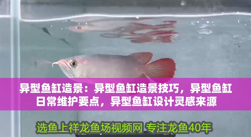 異型魚缸造景：異型魚缸造景技巧，異型魚缸日常維護要點，異型魚缸設計靈感來源