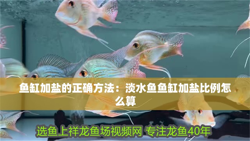 魚缸加鹽的正確方法：淡水魚魚缸加鹽比例怎么算