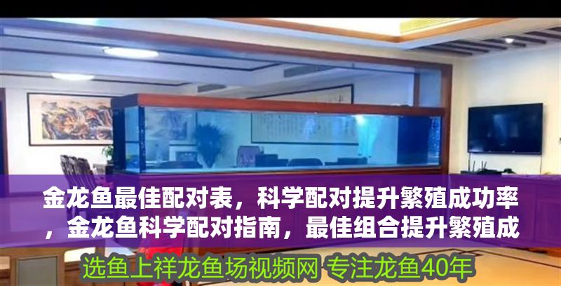 金龍魚最佳配對表，科學配對提升繁殖成功率，金龍魚科學配對指南，最佳組合提升繁殖成功率