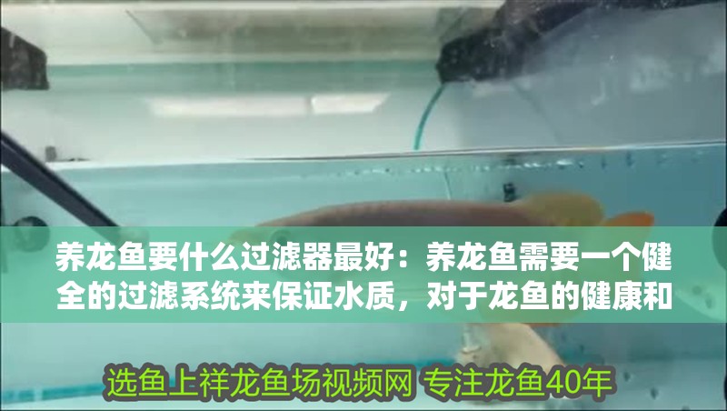 養龍魚要什么過濾器最好：養龍魚需要一個健全的過濾系統來保證水質，對于龍魚的健康和生活至關重要