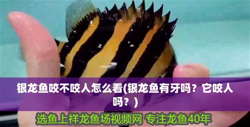 銀龍魚咬不咬人怎么看(銀龍魚有牙嗎？它咬人嗎？)