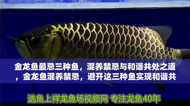 金龍魚最忌三種魚，混養禁忌與和諧共處之道，金龍魚混養禁忌，避開這三種魚實現和諧共處 金龍魚最忌三種魚，混養禁忌與和諧共處之道，金龍魚混養禁忌，避開這三種魚實現和諧共處 龍魚百科 第1張
