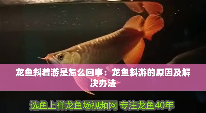 龍魚斜著游是怎么回事：龍魚斜游的原因及解決辦法