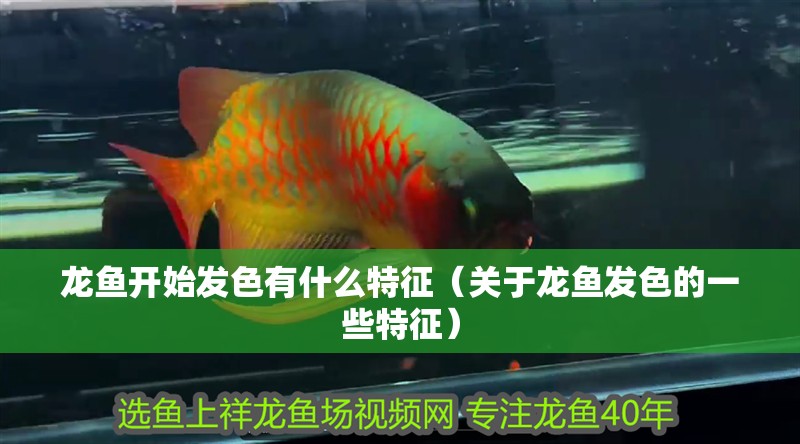 龍魚開始發色有什么特征（關于龍魚發色的一些特征）