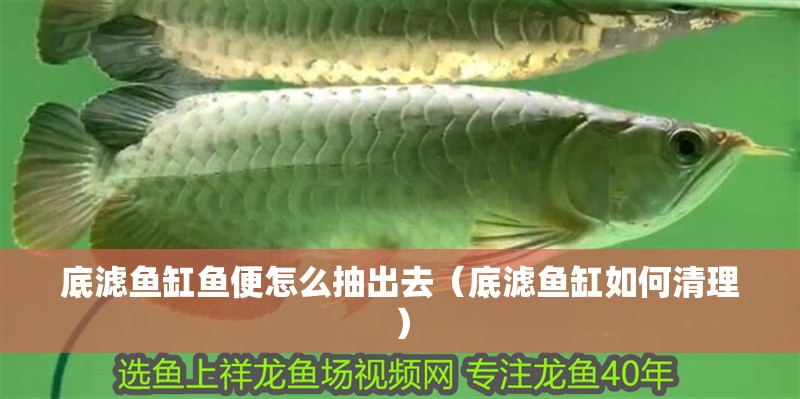 底濾魚(yú)缸魚(yú)便怎么抽出去（底濾魚(yú)缸如何清理）