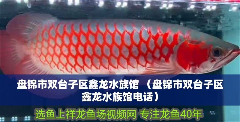 盤錦市雙臺子區鑫龍水族館 （盤錦市雙臺子區鑫龍水族館電話）