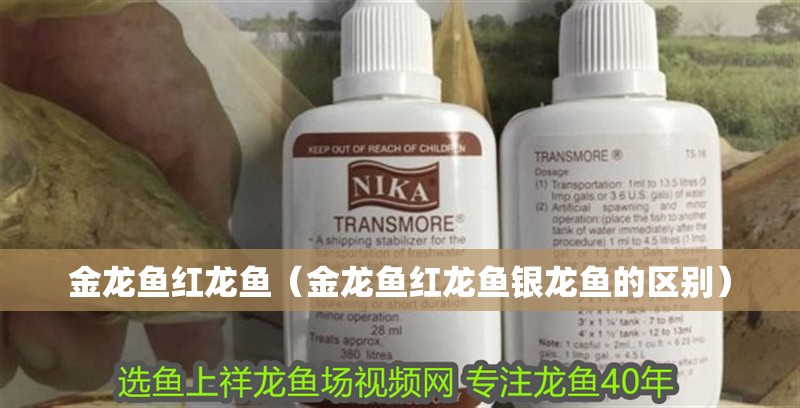 金龍魚紅龍魚（金龍魚紅龍魚銀龍魚的區別）