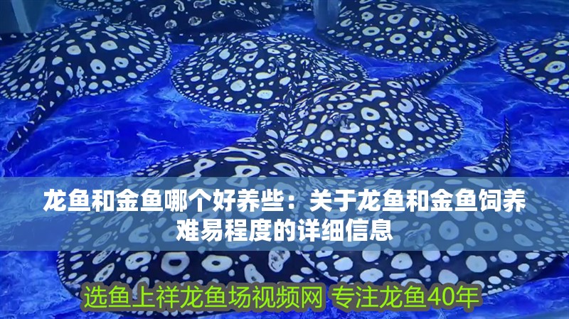 龍魚(yú)和金魚(yú)哪個(gè)好養(yǎng)些：關(guān)于龍魚(yú)和金魚(yú)飼養(yǎng)難易程度的詳細(xì)信息