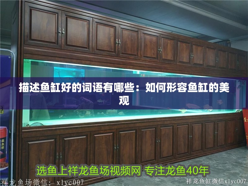 描述魚缸好的詞語有哪些：如何形容魚缸的美觀