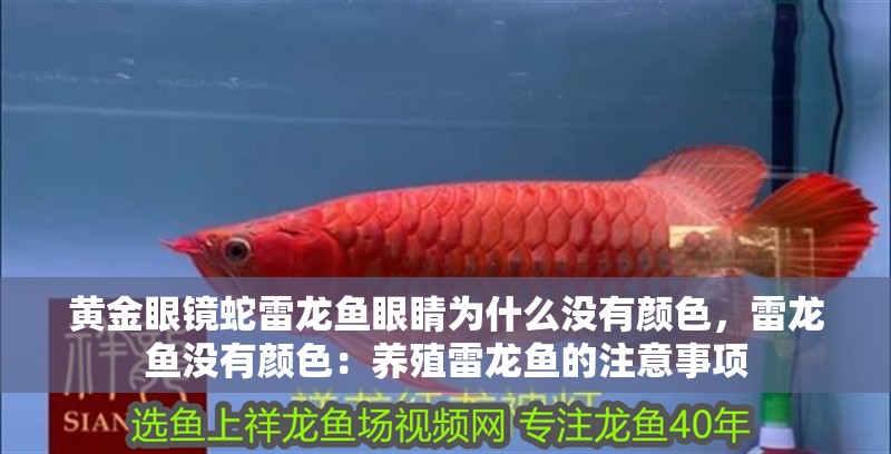 黃金眼鏡蛇雷龍魚眼睛為什么沒有顏色，雷龍魚沒有顏色：養殖雷龍魚的注意事項