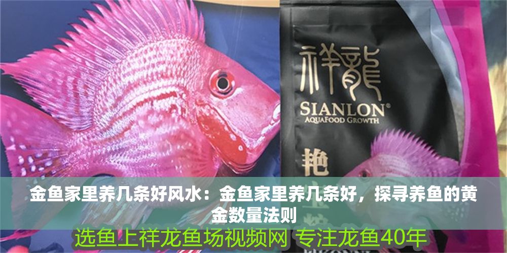 金魚家里養(yǎng)幾條好風(fēng)水：金魚家里養(yǎng)幾條好，探尋養(yǎng)魚的黃金數(shù)量法則