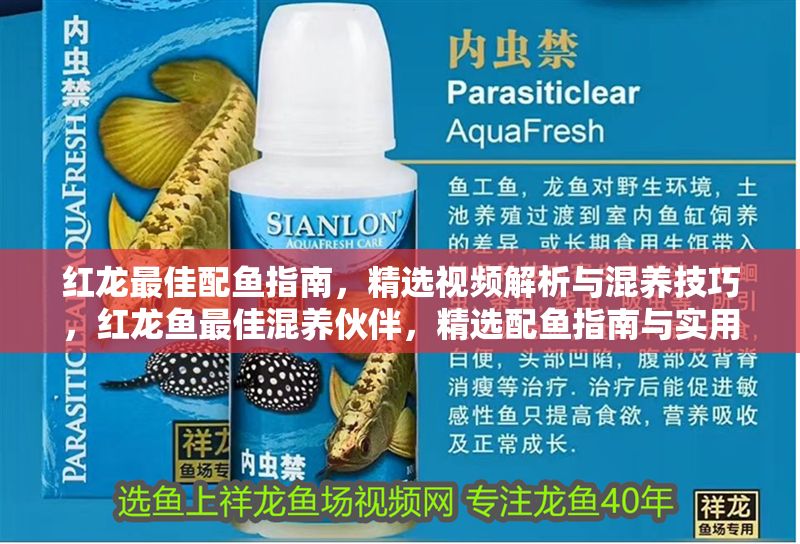 紅龍最佳配魚指南，精選視頻解析與混養技巧，紅龍魚最佳混養伙伴，精選配魚指南與實用技巧解析