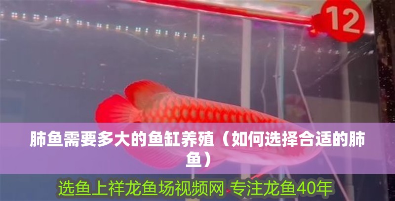 肺魚(yú)需要多大的魚(yú)缸養(yǎng)殖（如何選擇合適的肺魚(yú)）