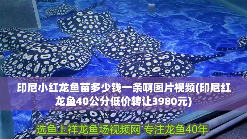 印尼小紅龍魚苗多少錢一條啊圖片視頻(印尼紅龍魚40公分低價(jià)轉(zhuǎn)讓3980元)