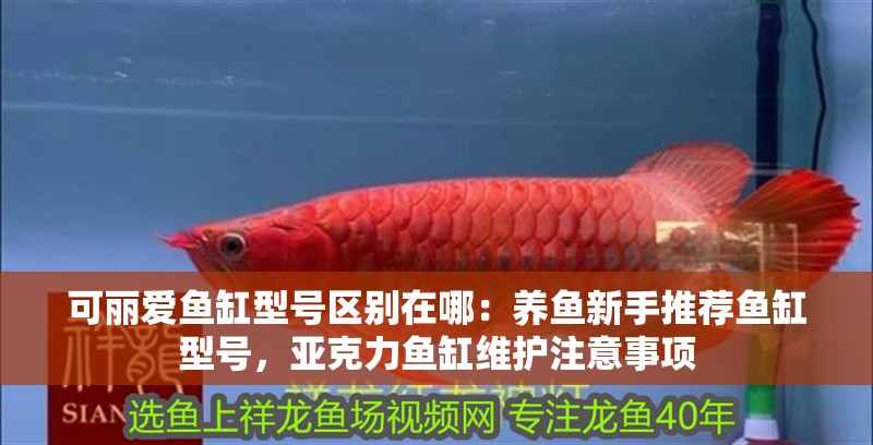 可麗愛魚缸型號區別在哪：養魚新手推薦魚缸型號，亞克力魚缸維護注意事項