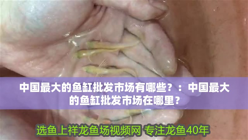中國最大的魚缸批發市場有哪些？：中國最大的魚缸批發市場在哪里？