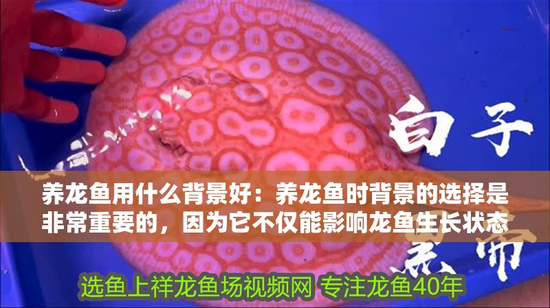 養(yǎng)龍魚用什么背景好：養(yǎng)龍魚時(shí)背景的選擇是非常重要的，因?yàn)樗粌H能影響龍魚生長(zhǎng)狀態(tài)