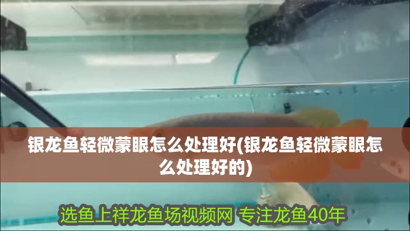 銀龍魚輕微蒙眼怎么處理好(銀龍魚輕微蒙眼怎么處理好的)