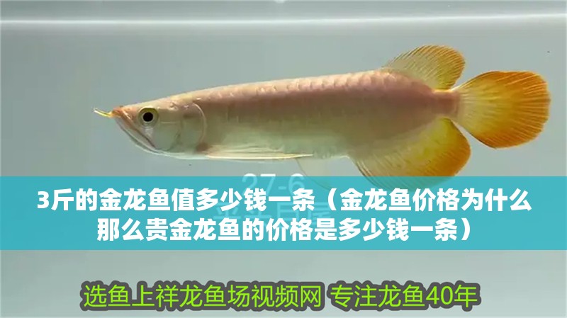 3斤的金龍魚值多少錢一條（金龍魚價(jià)格為什么那么貴金龍魚的價(jià)格是多少錢一條）