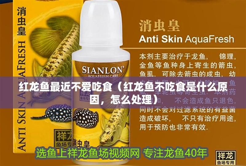 紅龍魚最近不愛吃食（紅龍魚不吃食是什么原因，怎么處理）