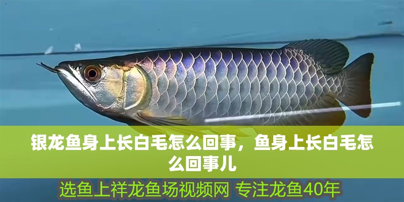 銀龍魚身上長白毛怎么回事，魚身上長白毛怎么回事兒