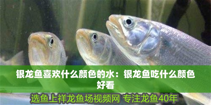銀龍魚喜歡什么顏色的水：銀龍魚吃什么顏色好看
