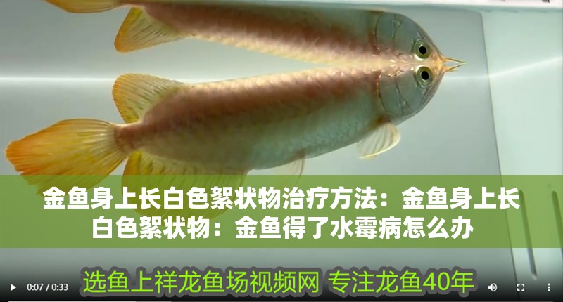 金魚身上長白色絮狀物治療方法：金魚身上長白色絮狀物：金魚得了水霉病怎么辦