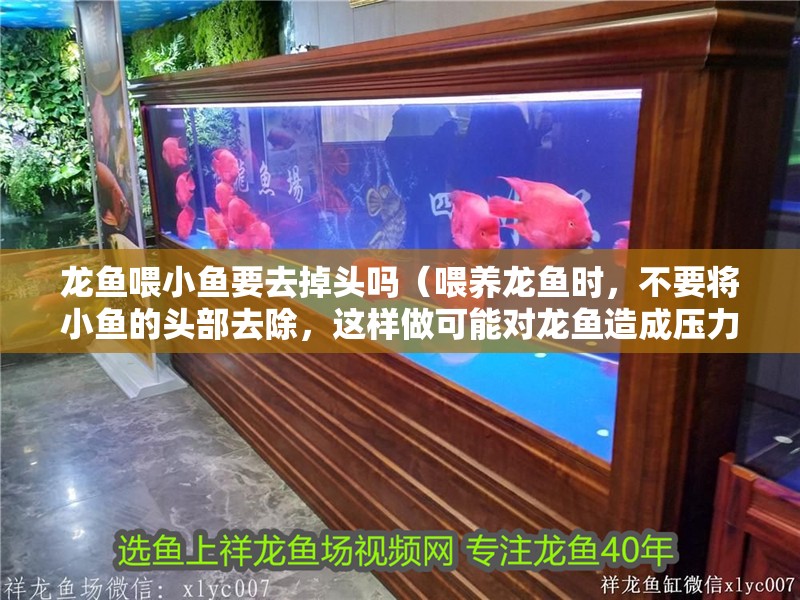 龍魚喂小魚要去掉頭嗎（喂養(yǎng)龍魚時，不要將小魚的頭部去除，這樣做可能對龍魚造成壓力）