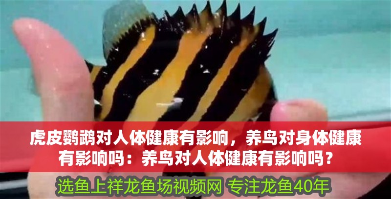 虎皮鸚鵡對人體健康有影響，養(yǎng)鳥對身體健康有影響嗎：養(yǎng)鳥對人體健康有影響嗎？