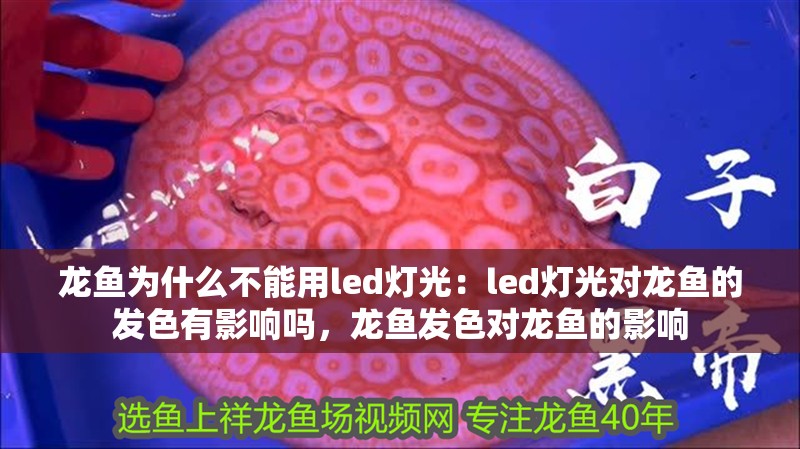 龍魚為什么不能用led燈光：led燈光對龍魚的發色有影響嗎，龍魚發色對龍魚的影響
