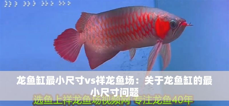 龍魚缸最小尺寸vs祥龍魚場：關于龍魚缸的最小尺寸問題