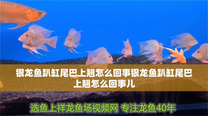 銀龍魚趴缸尾巴上翹怎么回事銀龍魚趴缸尾巴上翹怎么回事兒
