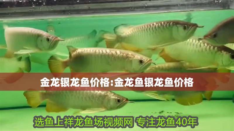 金龍銀龍魚價(jià)格:金龍魚銀龍魚價(jià)格