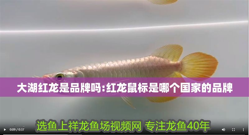 大湖紅龍是品牌嗎:紅龍鼠標是哪個國家的品牌