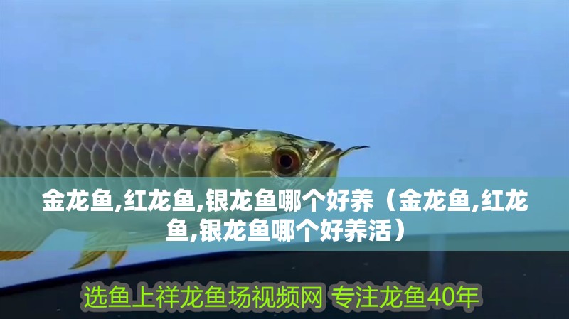 金龍魚,紅龍魚,銀龍魚哪個好養（金龍魚,紅龍魚,銀龍魚哪個好養活）