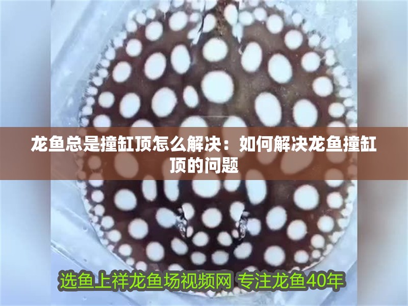龍魚總是撞缸頂怎么解決：如何解決龍魚撞缸頂?shù)膯栴}