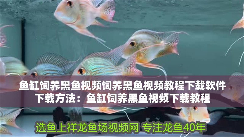 魚缸飼養(yǎng)黑魚視頻飼養(yǎng)黑魚視頻教程下載軟件下載方法：魚缸飼養(yǎng)黑魚視頻下載教程