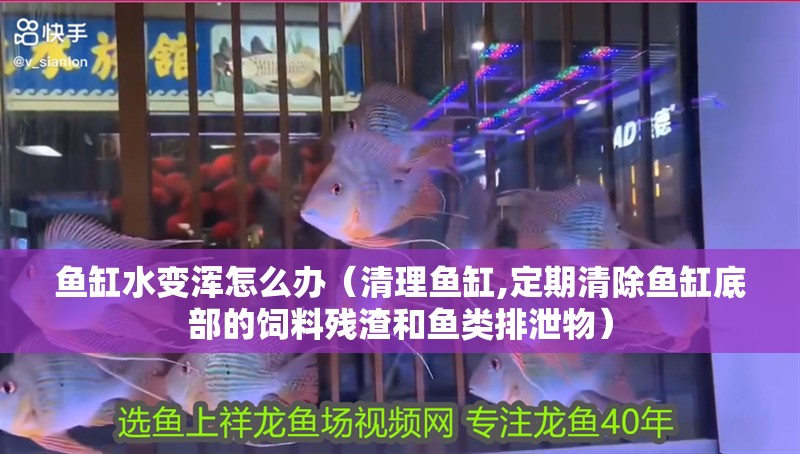 魚(yú)缸水變渾怎么辦（清理魚(yú)缸,定期清除魚(yú)缸底部的飼料殘?jiān)汪~(yú)類排泄物）